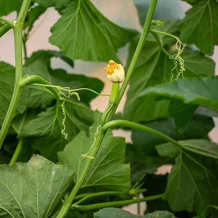 Dolunay Case de vacanță Islamlar (Mediterranean)