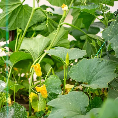 Dolunay * Islamlar (Mediterranean)