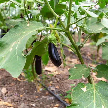 Case de vacanță Dolunay